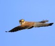 thumb_950_600_3rd_place_Miguel_Herrero_Digiscoping_Common_Kestrel[28]